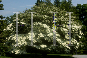 Picture of Cornus kousa 