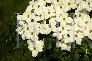 Picture of Cornus kousa 