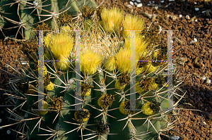 Picture of Ferocactus emoryi 