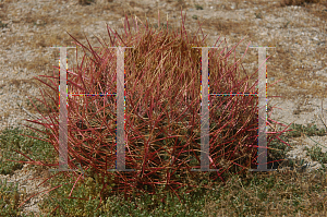 Picture of Ferocactus cylindraceus 