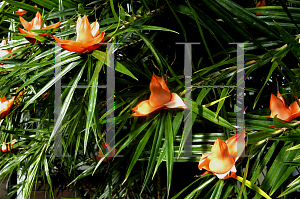 Picture of Freycinetia multiflora 