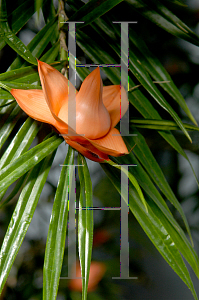 Picture of Freycinetia multiflora 