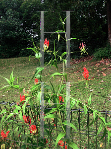 Picture of Gloriosa superba 