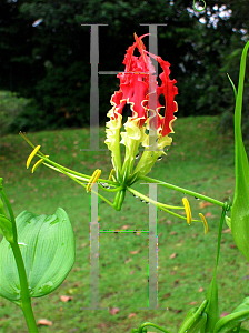 Picture of Gloriosa superba 