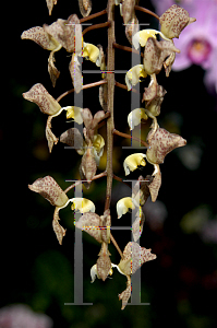 Picture of Gongora truncata 