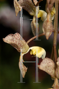 Picture of Gongora truncata 