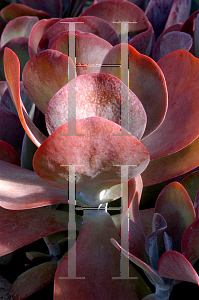 Picture of Kalanchoe luciae 