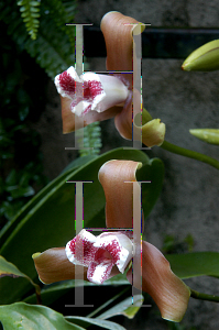Picture of Lycaste giquiste 