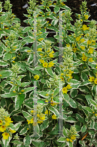 Picture of Lysimachia punctata 'Variegata'