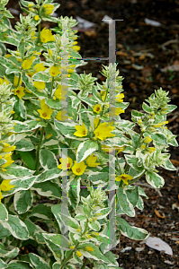 Picture of Lysimachia punctata 'Variegata'