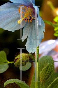 Picture of Meconopsis betonicifolia 'Lingholm'
