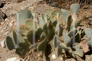 Picture of Opuntia basilaris 