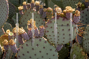 Picture of Opuntia macrocentra var. santa-rita 