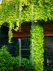 Picture of Parthenocissus tricuspidata 'Fenway Park'