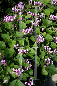 Picture of Pelargonium cordifolium 