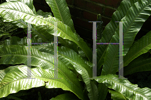 Picture of Polypodium musifolium 