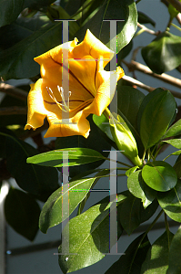 Picture of Solandra maxima 