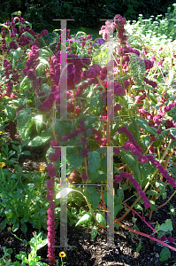 Picture of Amaranthus caudatus 'Dreadlocks'