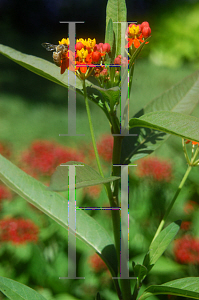 Picture of Asclepias curassavica 'Red Butterfly'