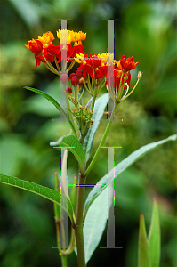 Picture of Asclepias curassavica 'Red Butterfly'