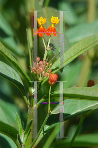 Picture of Asclepias curassavica 'Red Butterfly'