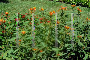 Picture of Asclepias curassavica 'Red Butterfly'