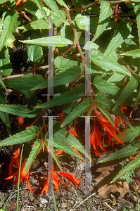 Picture of Begonia boliviensis 'Bonfire'