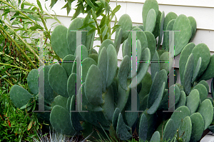 Picture of Opuntia ellisiana 'Burbank Thornless'