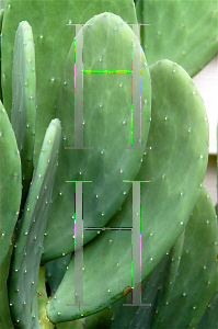 Picture of Opuntia ellisiana 'Burbank Thornless'