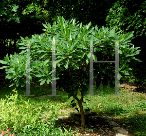 Picture of Edgeworthia papyrifera 