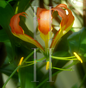 Picture of Gloriosa superba 