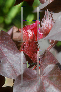 Picture of Gossypium hirsutum 'Red Leaf'