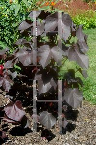 Picture of Gossypium hirsutum 'Red Leaf'