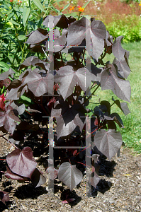 Picture of Gossypium hirsutum 'Red Leaf'