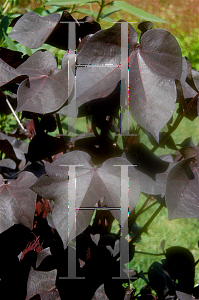 Picture of Gossypium hirsutum 'Red Leaf'