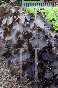 Picture of Gossypium hirsutum 'Red Leaf'