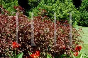 Picture of Hibiscus acetosella 