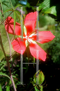 Picture of Hibiscus coccineus 