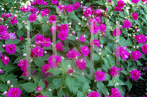 Picture of Impatiens walleriana 'BALFIEPURP (Rockapulco Purple)'