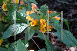 Picture of Impatiens  'Blondie'