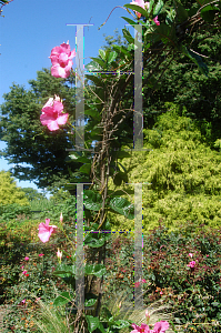 Picture of Mandevilla x amoena 'Alice du Pont'