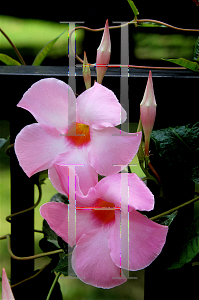 Picture of Mandevilla x amoena 'Alice du Pont'