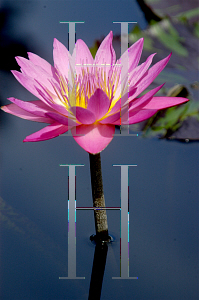 Picture of Nymphaea  'Queen of Siam'