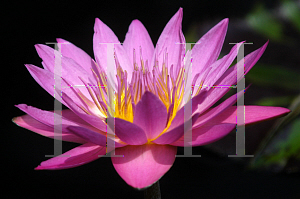 Picture of Nymphaea  'Queen of Siam'