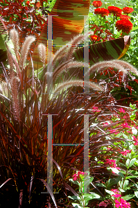 Picture of Pennisetum setaceum 'Rubrum'