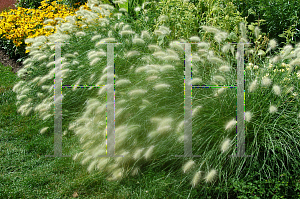 Picture of Pennisetum villosum 