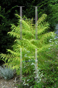 Picture of Rhus typhina 'Bailtiger (Tiger Eyes)'