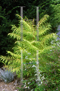 Picture of Rhus typhina 'Bailtiger (Tiger Eyes)'