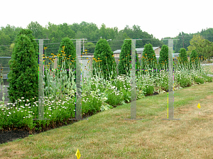 Picture of Rudbeckia maxima 