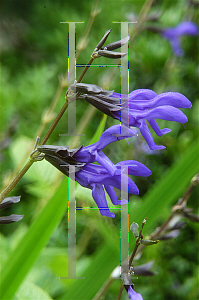 Picture of Salvia guaranitica 'Black and Blue'